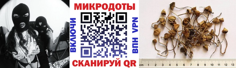 Псилоцибиновые грибы Psilocybe  закладка  Гатчина 